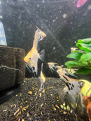 Coachella Valley Aquatics Angelfish Peach Koi Angelfish MD (2"-2.5") Peach Koi Angelfish MD (2"-2.5")