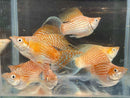 Coachella Valley Aquatics Balloon Molly