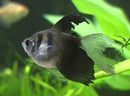 Coachella Valley Aquatics Black Skirt Tetra HiFin