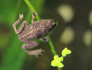 Coachella Valley Aquatics Frog African Dwarf Frog