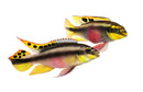 Coachella Valley Aquatics Kribensis