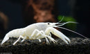 Coachella Valley Aquatics Lobster Vanilla White Lobster