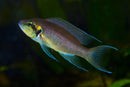 Coachella Valley Aquatics Neolamprologus Brichardi