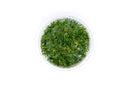 Coachella Valley Aquatics Plant Lilaeopsis Mauritiana - Tissue Culture