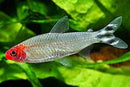 Coachella Valley Aquatics Rummynose Tetra