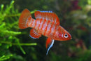 Coachella Valley Aquatics Scarlet Badis