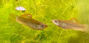 Coachella Valley Aquatics shawn Liberty Molly (Poecilia salvatoris) Breeding Trio