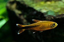 Coachella Valley Aquatics Silver Tip Tetra