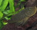 Coachella Valley Aquatics Thomsoni Rubbernose Pleco (aka Bulldog Pleco)