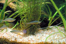 Coachella Valley Aquatics Threadfin Rainbow  Fish