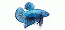 King Betta Male King Betta