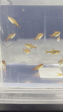 Ember Tetra