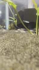 Pygmy Corydora