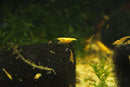 Coachella Valley Aquatics 24k Goldback Yellow Neocaradina Shrimp 24k Goldback Yellow Neocaradina Shrimp - CV Aquatics