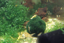 Coachella Valley Aquatics 24k Goldback Yellow Neocaradina Shrimp 24k Goldback Yellow Neocaradina Shrimp - CV Aquatics