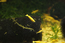 Coachella Valley Aquatics 24k Goldback Yellow Neocaradina Shrimp 24k Goldback Yellow Neocaradina Shrimp - CV Aquatics