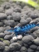 Coachella Valley Aquatics 5 Blue Dream- Neocaridina Shrimp 5 Blue Dream- Neocaridina Shrimp- CV Aquatics