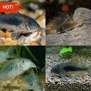 Coachella Valley Aquatics Aeneus Corydoras (Bronze Cory) Aeneus Corydoras (Bronze Cory) - CV Aquatics