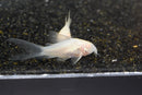 Coachella Valley Aquatics Albino HiFin Cory