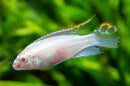 Coachella Valley Aquatics Albino Kribensis