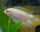 Coachella Valley Aquatics Albino Kribensis