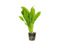 Coachella Valley Aquatics Amazon Sword Amazon Sword - CV Aquatics