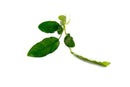 Coachella Valley Aquatics Anubias Broadleaf