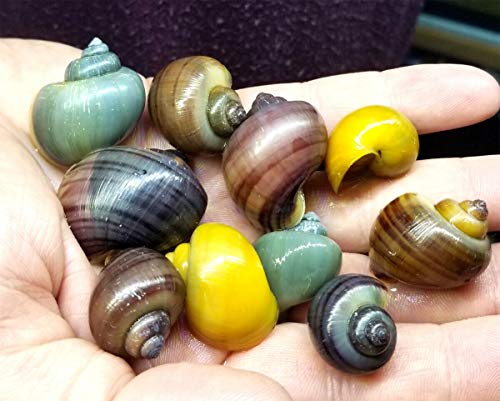 Coachella Valley Aquatics Assorted Mystery Snails