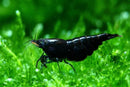 Coachella Valley Aquatics Black Rose Shrimp