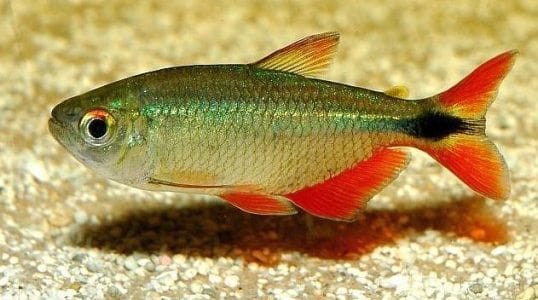 buenos aires tetra planted tank Buenos Aires Tetra