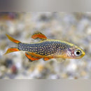 Coachella Valley Aquatics Celestial Pearl Danio