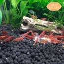 Coachella Valley Aquatics Cherry Shrimp