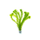 Coachella Valley Aquatics Egeria Densa