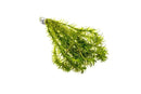 Coachella Valley Aquatics Egeria Densa