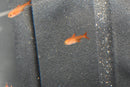 Coachella Valley Aquatics Ember Tetra