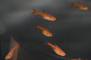 Coachella Valley Aquatics Ember Tetra