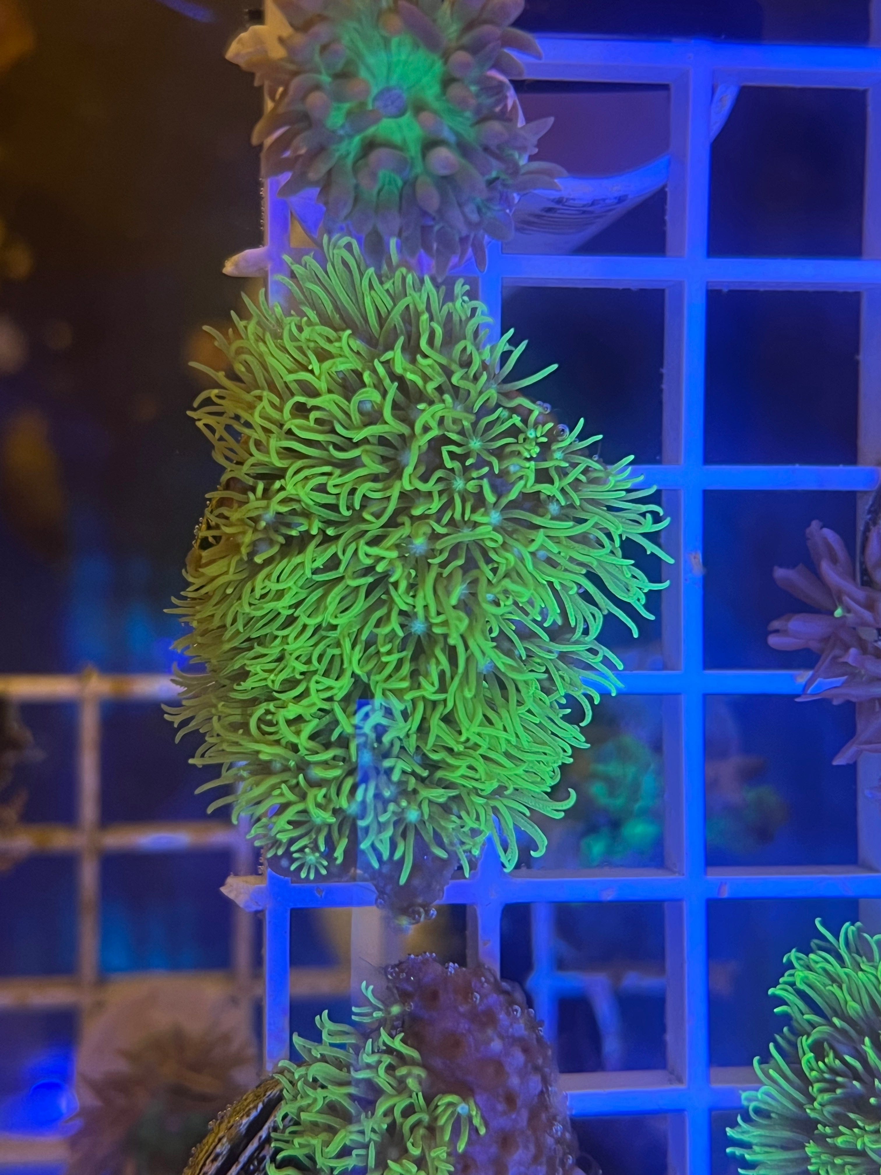 Saltwater Aquarium Coral: Metallic Green Star Polyps