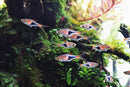 Coachella Valley Aquatics Harlequin Rasbora