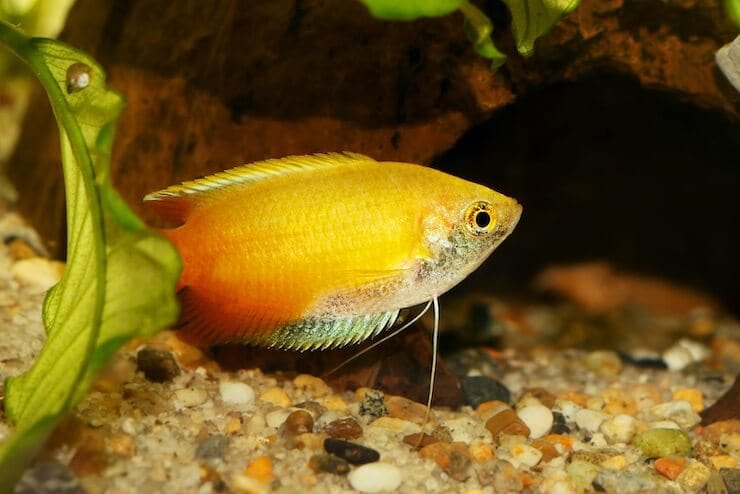 honey gourami fish