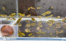 Coachella Valley Aquatics Indian Dwarf Pea Puffer Indian Dwarf Pea Puffer - CV Aquatics
