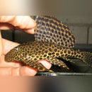 Coachella Valley Aquatics L-001 Spotted Sailfin Pleco 2-3inch