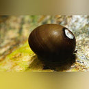 Coachella Valley Aquatics Nerite Snail- Assorted