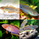 Coachella Valley Aquatics Peacock Gudgeon Goby Peacock Gudgeon Goby - CV Aquatics