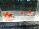 Coachella Valley Aquatics Peppermint Platy