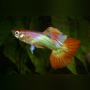 Coachella Valley Aquatics Pink Flamingo Pair