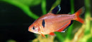 Coachella Valley Aquatics Serpae Tetra