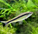 Coachella Valley Aquatics Siamese Algae Eater