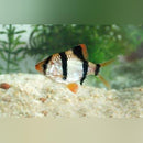 Coachella Valley Aquatics Tiger Barb