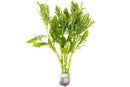 Coachella Valley Aquatics Water Wisteria Water Wisteria - CV Aquatics