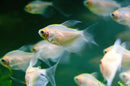 Coachella Valley Aquatics White Skirt Tetra